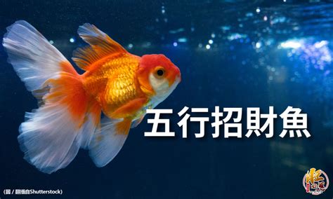 金桂 魚的數量 風水